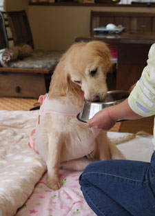 老化のサイン　ごはんを食べる老犬