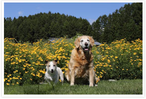 愛犬は大切な家族　笑顔の愛犬たち