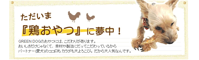 ただいま鶏おやつに夢中!
