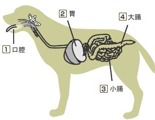 犬の内臓イメージ