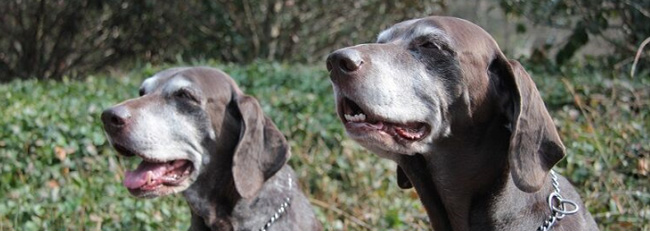 ココカラ老犬の散歩はどうすればいい？