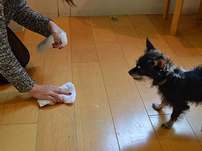 粗相や嘔吐してしまったときのお掃除に! 