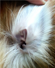 綺麗な犬の耳