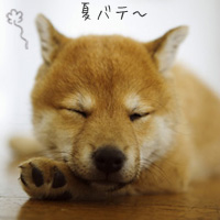 夏バテ対策にはフリーズドライがおすすめです。