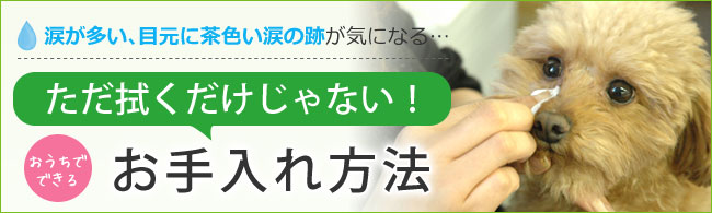 愛犬の涙が多い、目元に茶色い涙の跡が気になる...　ただ拭くだけじゃない！おうちでできるお手入れ方法