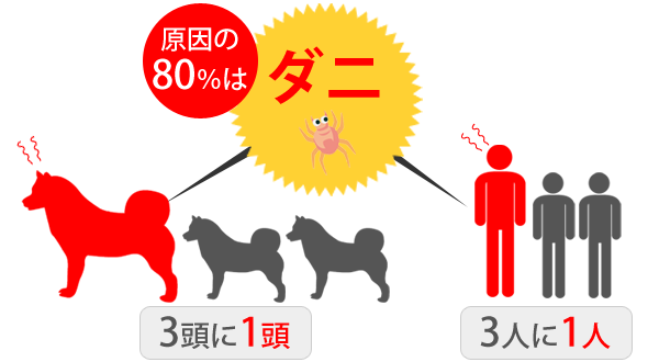 犬は3頭に1頭がアレルギー