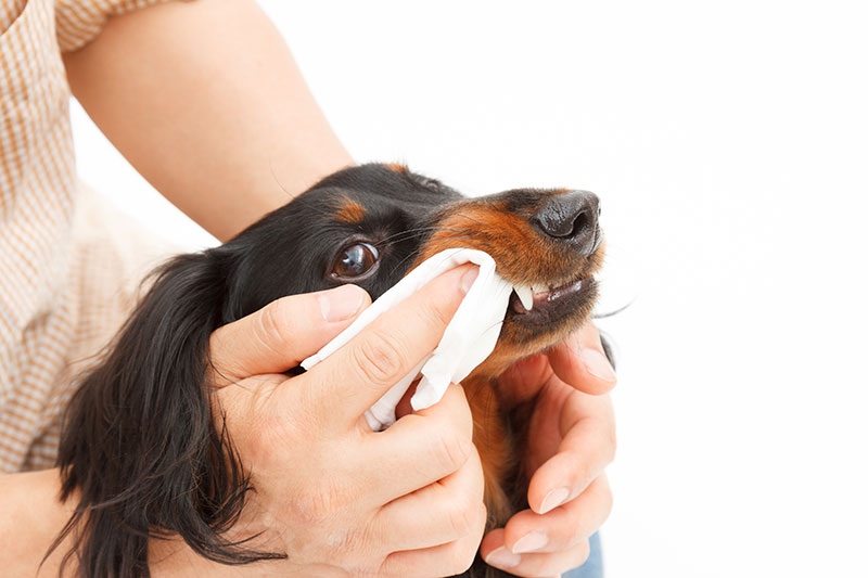 歯をふいてもらう犬