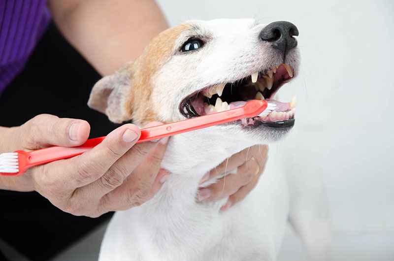 歯ブラシで歯みがきをしてもらう犬