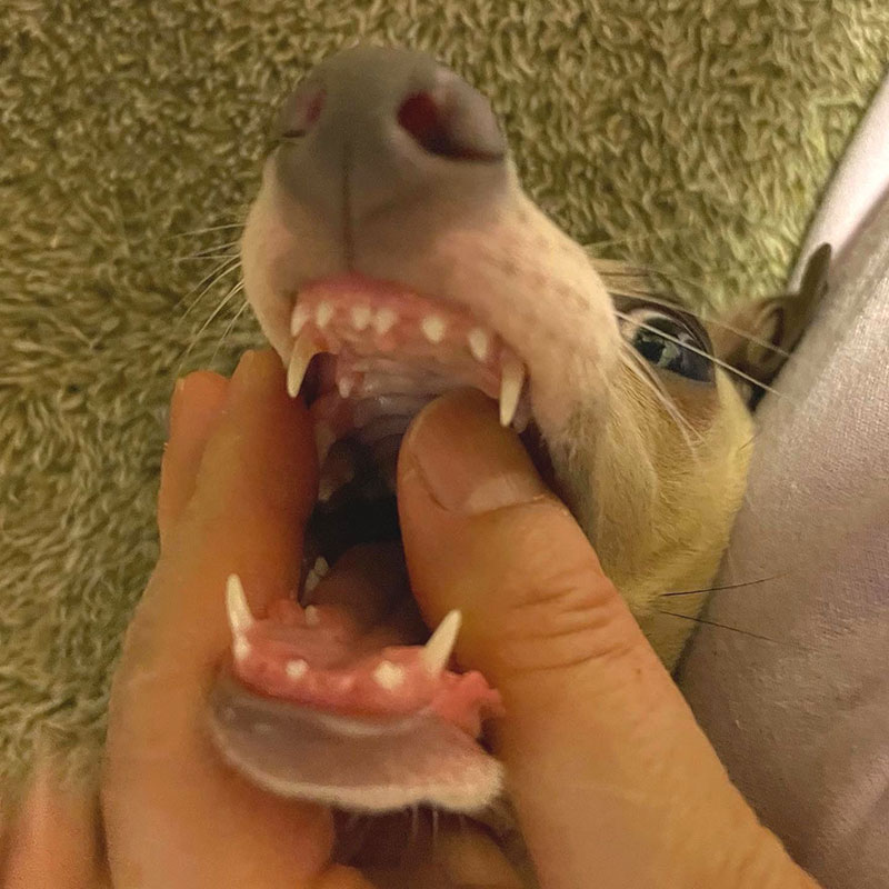子犬の歯