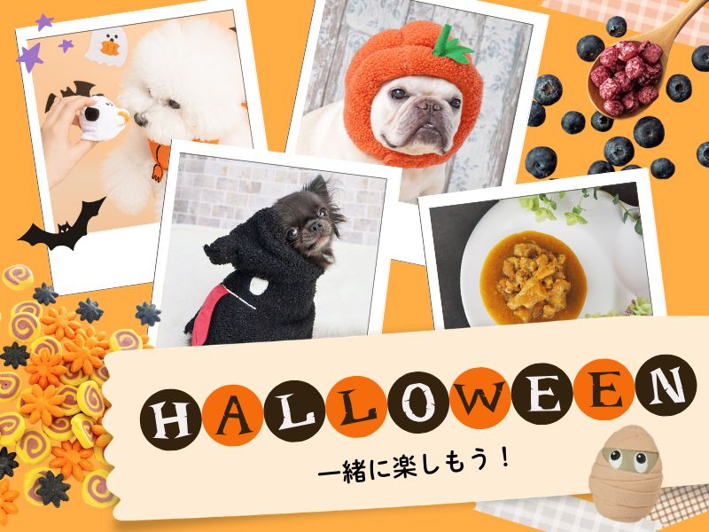 愛犬と一緒に楽しもう!ハロウィン2026