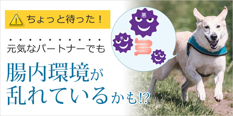 下痢や便秘じゃなければ「お腹は健康」というのは間違いかも？！パートナーの健康はお腹の中から見直そう