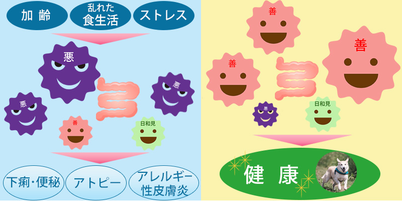 不健康な腸内環境･健康な腸内環境