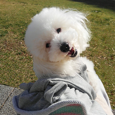 投稿イメージ犬