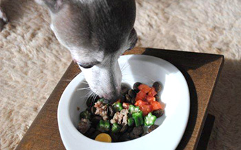 ごはんをおしそうに食べる犬