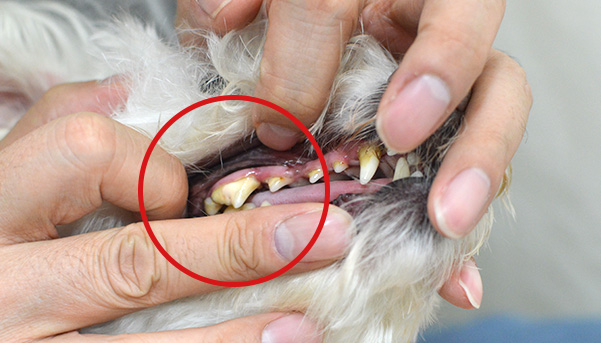 ときどき歯磨きをしている犬の歯