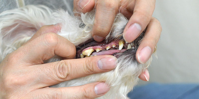 犬の歯