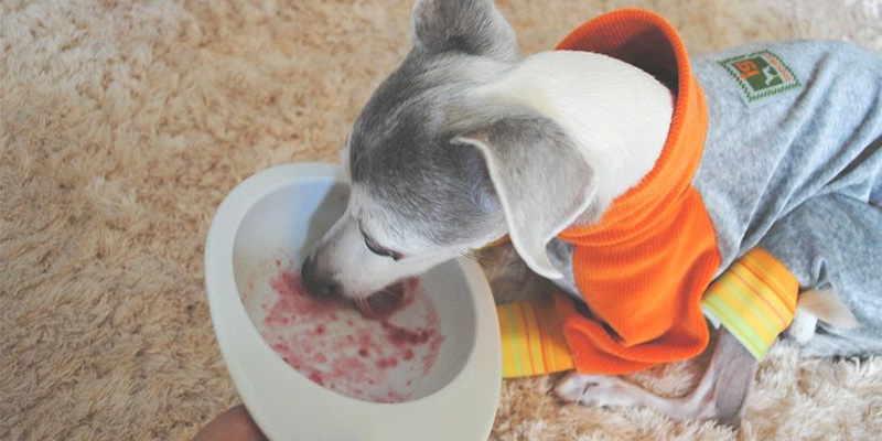 トッピングしたフードをもらう犬