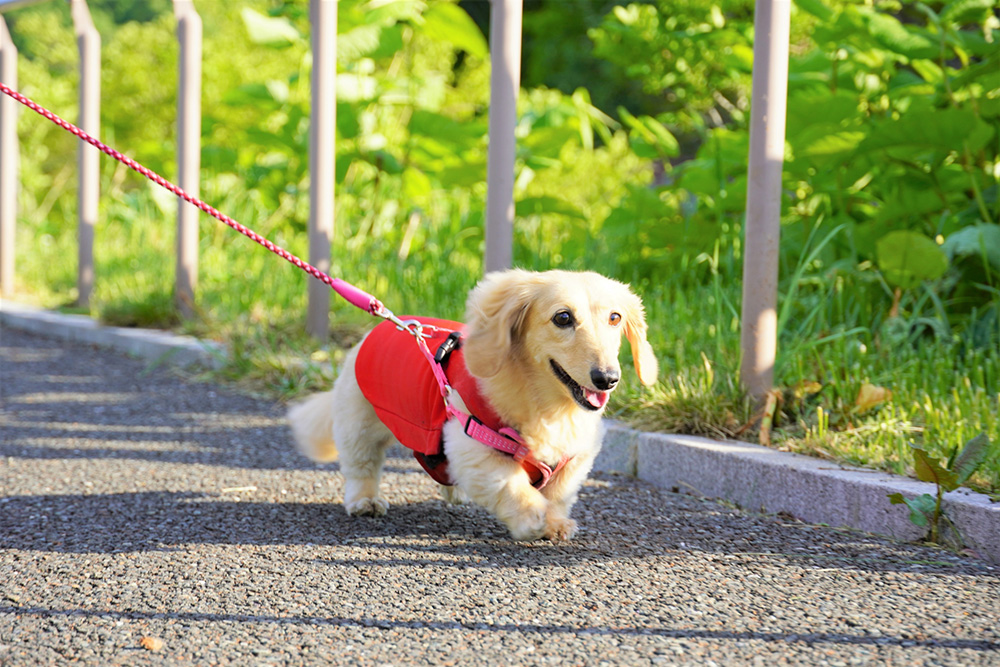 冬を元気に過ごす犬