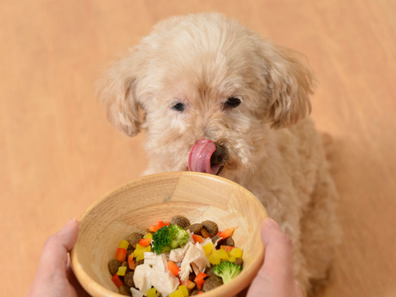 ごはんを食べたい犬