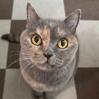 ブラウニーちゃん