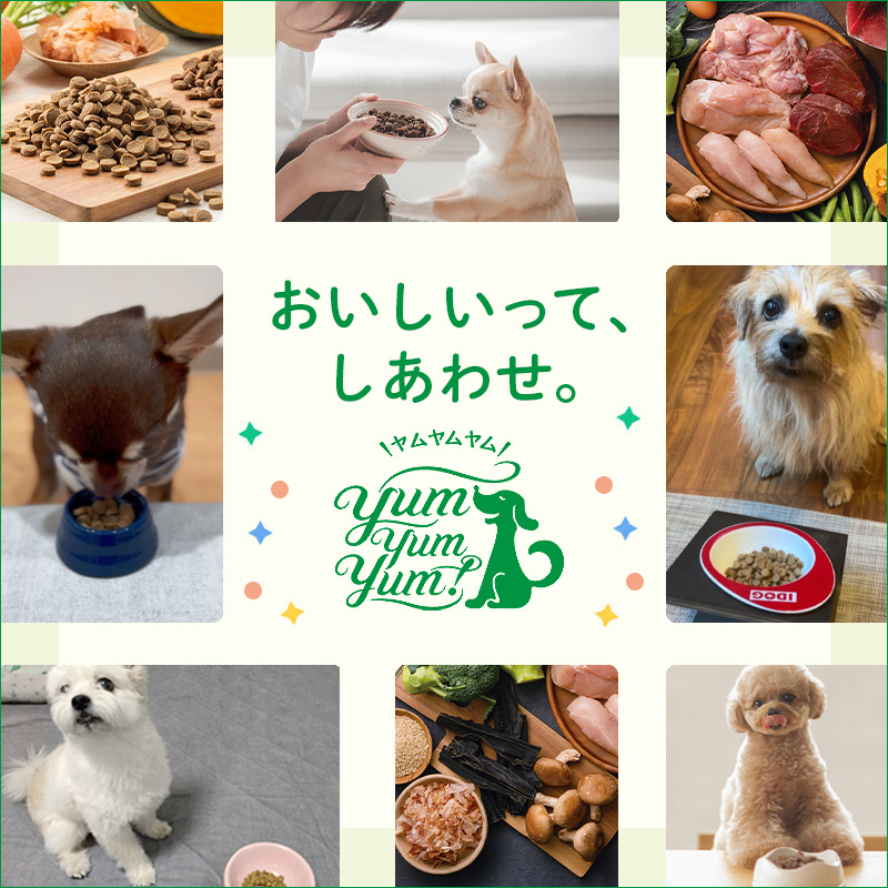 yum yum yum！ドライフード8周年感謝セール