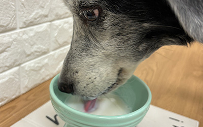 ヤギミルクを飲む犬