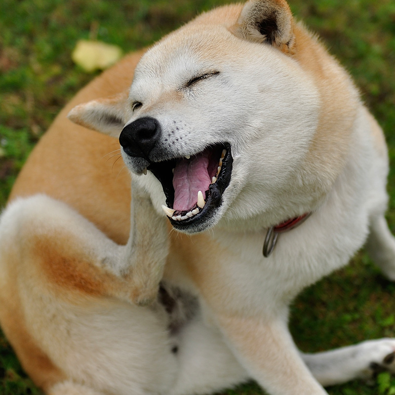 犬の痒みの原因は花粉