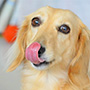 舌なめずりをする犬