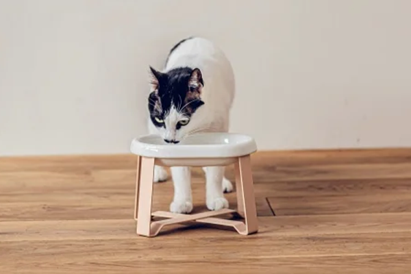 Food Stand（フード スタンド）　Stall Wide