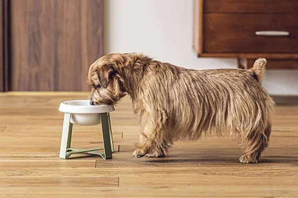 Food Stand（フード スタンド）