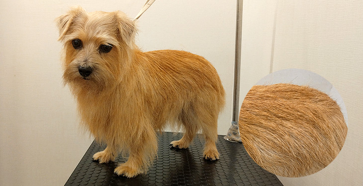 新商品】CICA成分配合Nature+for Dogシャンプーの洗い心地を 新商品】CICA成分配合Nature+for Dogシャンプーの洗い心地を