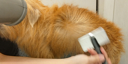 新商品】CICA成分配合Nature+for Dogシャンプーの洗い心地を 新商品】CICA成分配合Nature+for Dogシャンプーの洗い心地を