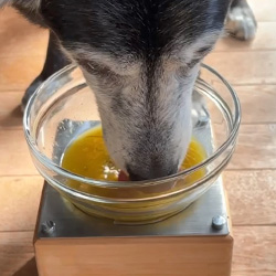 豚肉のカレー風スープを飲む犬