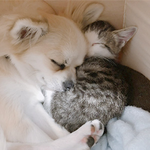 お昼寝中の犬と猫