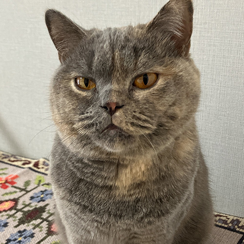エピソード