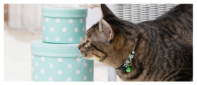 つくり手の心が、手のひらに伝わるものを。