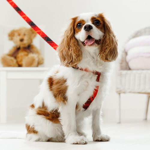 Toto＆Pal（トト アンド パル）POP UP for DOG