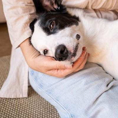 愛犬の「腸活」今日からできる腸の健康サポート情報