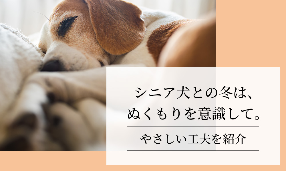 シニア犬との冬は、ぬくもりを意識して。～やさしい工夫を紹介～