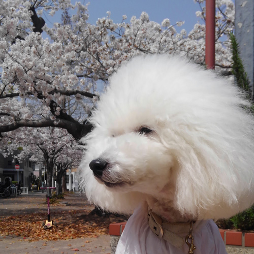 ラストイメージ