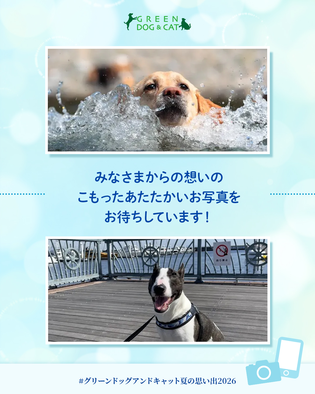 GREEN DOG & CAT 夏の思い出フォトコンテスト2026