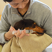 シニア犬の食事介助