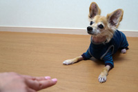 パートナーがフセをしたら、