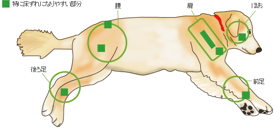 骨が出っ張っていて脂肪や筋肉が少ない部分