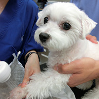 シニア犬を病気から守る、新しい提案 「オゾン療法」