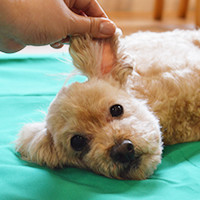 シニア犬のためのマッサージ ～実践編～