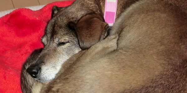 Case01 私の人生を豊かにしてくれた最高のパートナー シニア犬 老犬 と暮らす喜び By Green Dog Case01 私の人生を豊かにしてくれた最高のパートナー シニア犬 老犬 と暮らす喜び By Green Dog