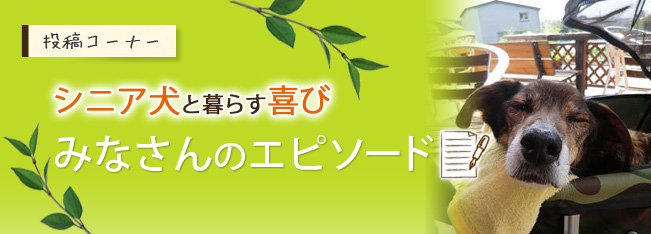 Case01 私の人生を豊かにしてくれた最高のパートナー シニア犬 老犬 と暮らす喜び By Green Dog Case01 私の人生を豊かにしてくれた最高のパートナー シニア犬 老犬 と暮らす喜び By Green Dog