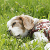 老犬介護は大変だけど、不幸ではありませんでした。