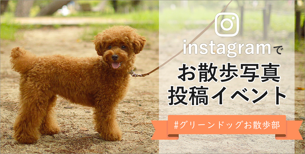 Instagramでお散歩写真を投稿しよう